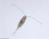 copepod_full.jpeg