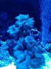 cabbage coral.jpg