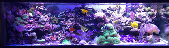 aquarium 220gallon.jpg