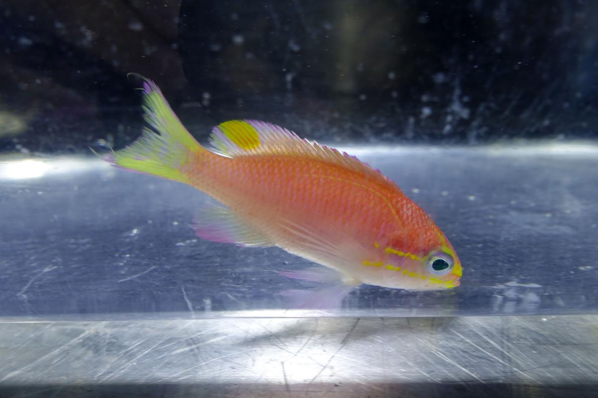 01_obama_fish.ngsversion.1472851801500.adapt.1190.1.jpg