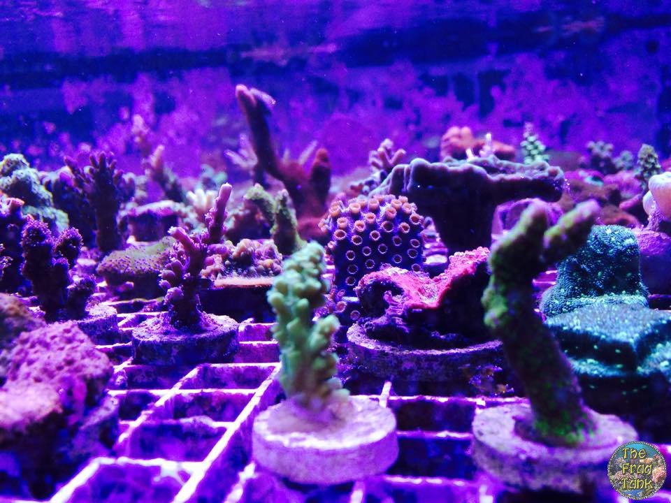 12421492_10156540703755183_1212710257_n.jpg