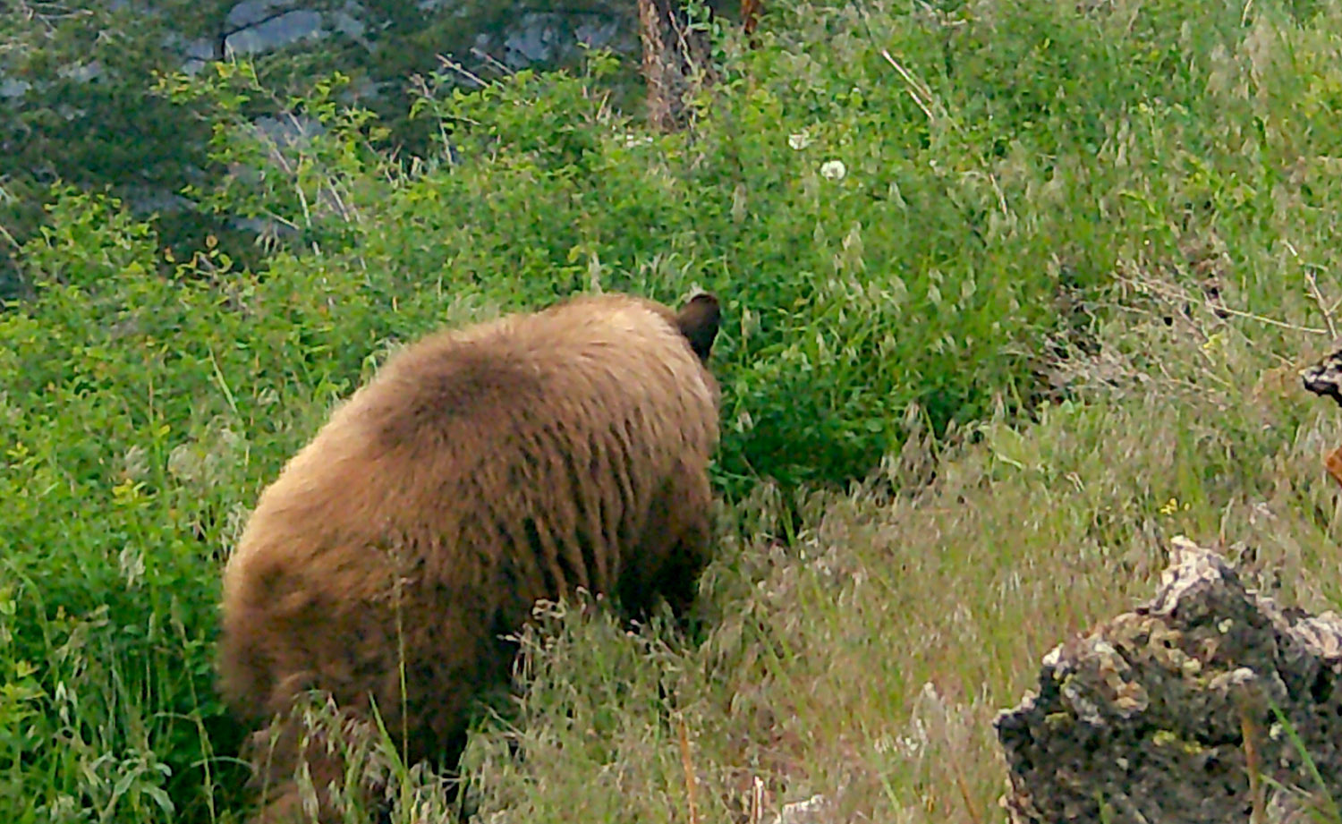 BBear.jpg