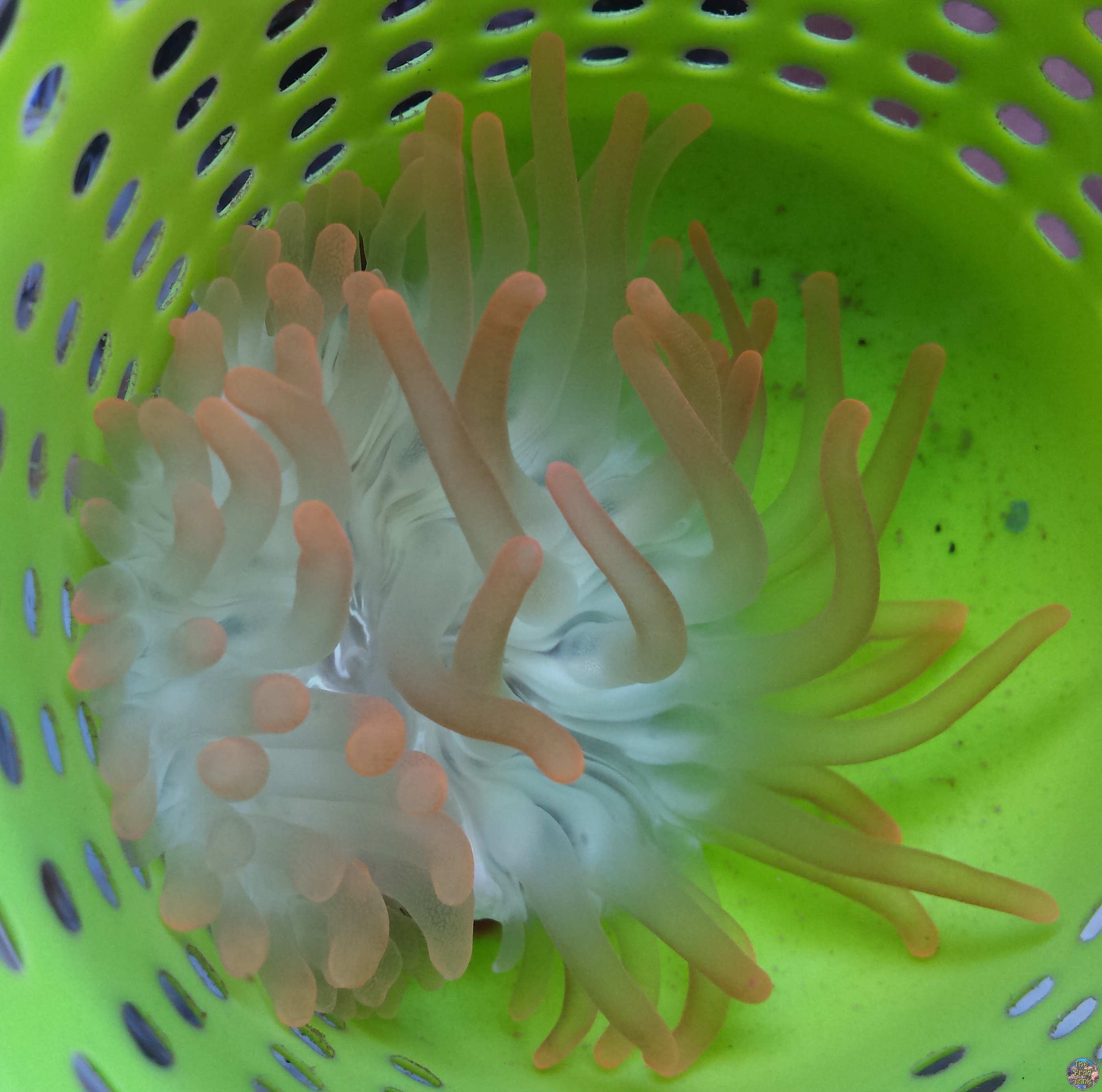 Bleached BTA.jpg