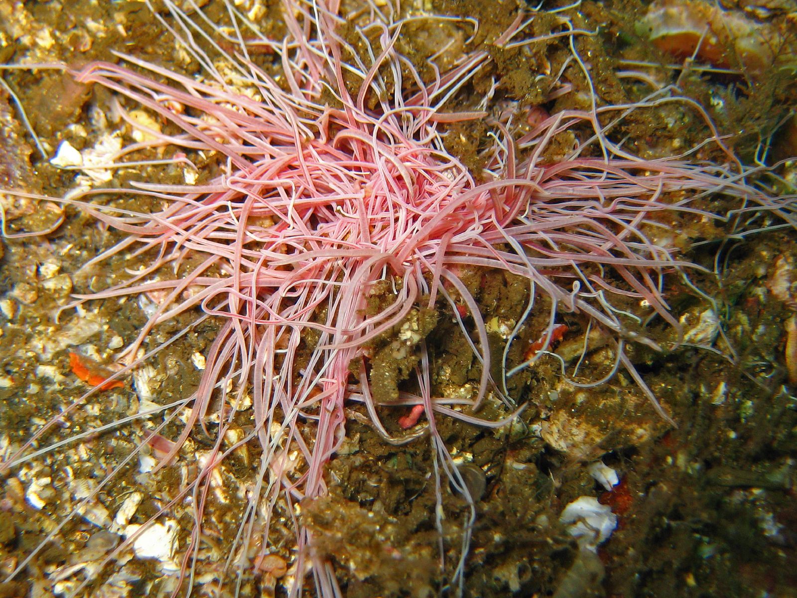 cirratulidae_spaghetti_worm.jpg