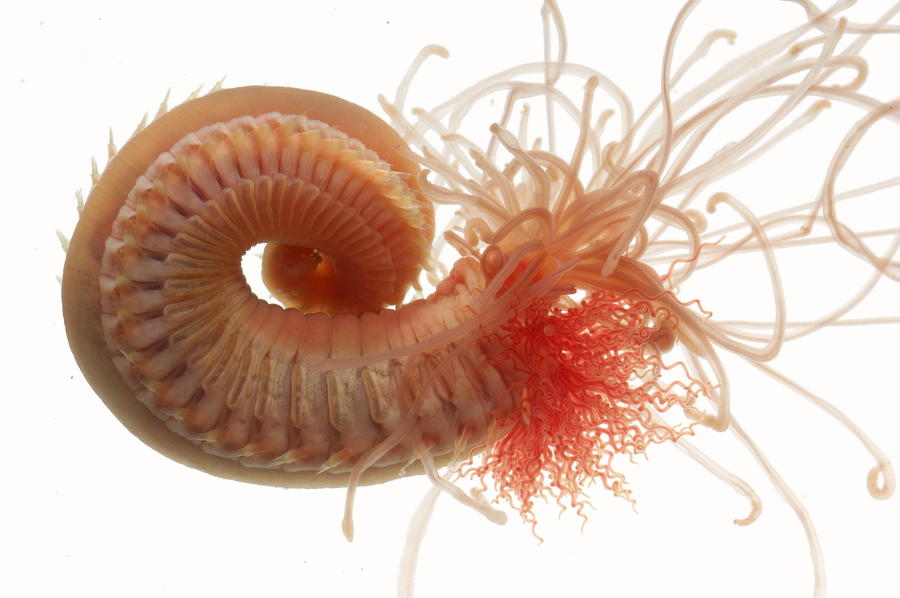 cirratulidae_spaghetti_worm_02.jpg