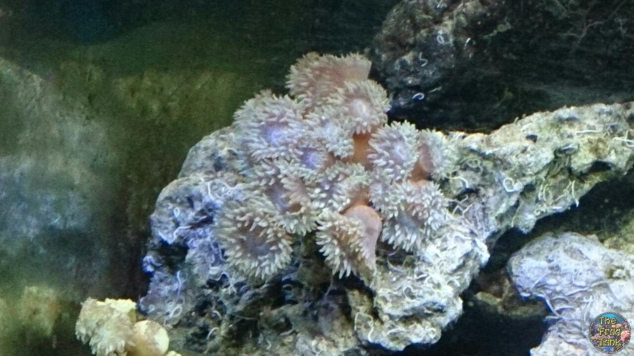 coral1.jpg