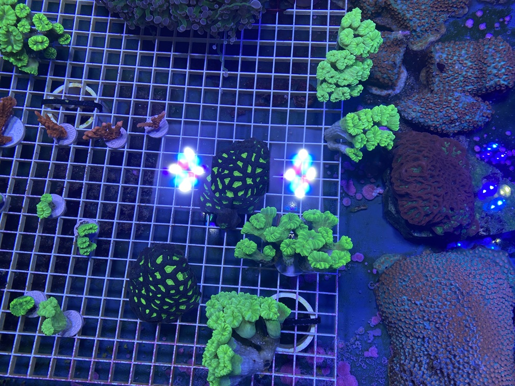 coral2.jpg