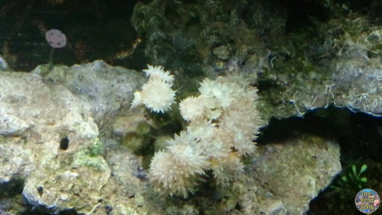 coral2.jpg