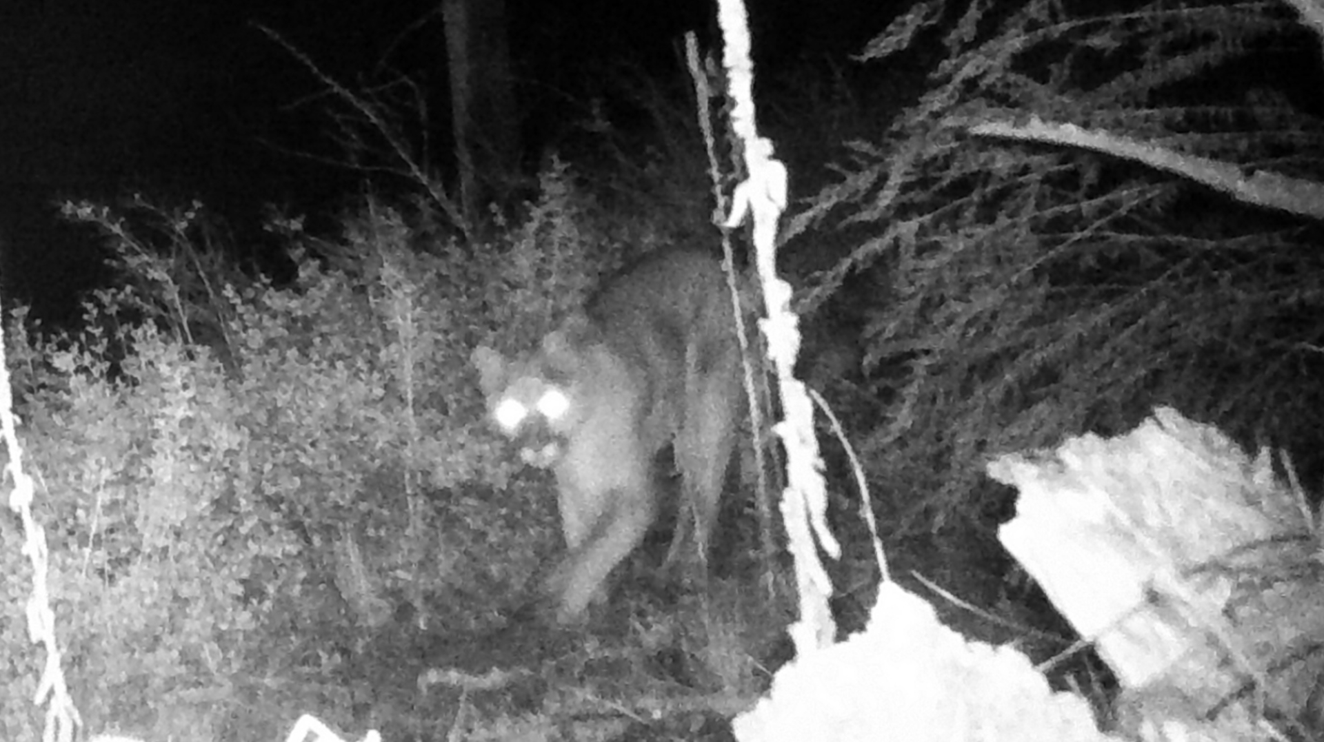 Cougar.JPG