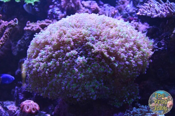 Frog Spawn_1.JPG