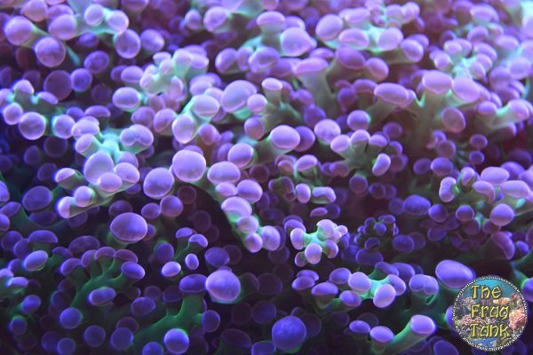 Frog Spawn_2.JPG