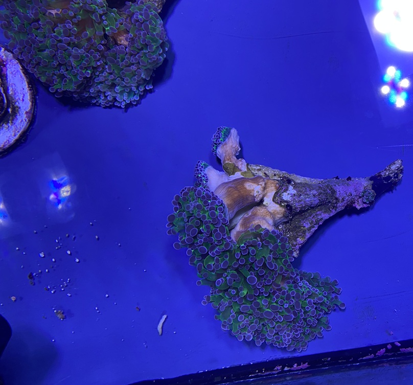 Frogspawn.jpg