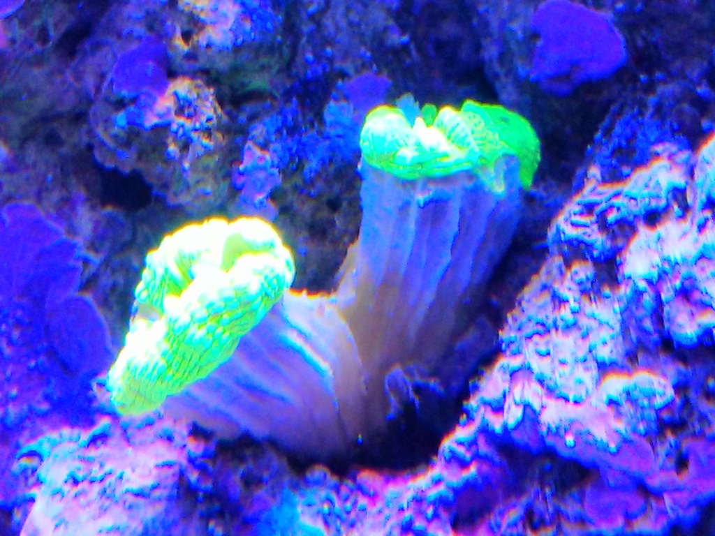 Kryptonite.jpg