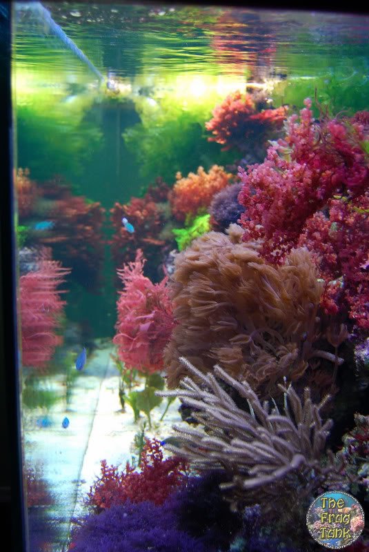 Macrotankmature0001_5.jpg