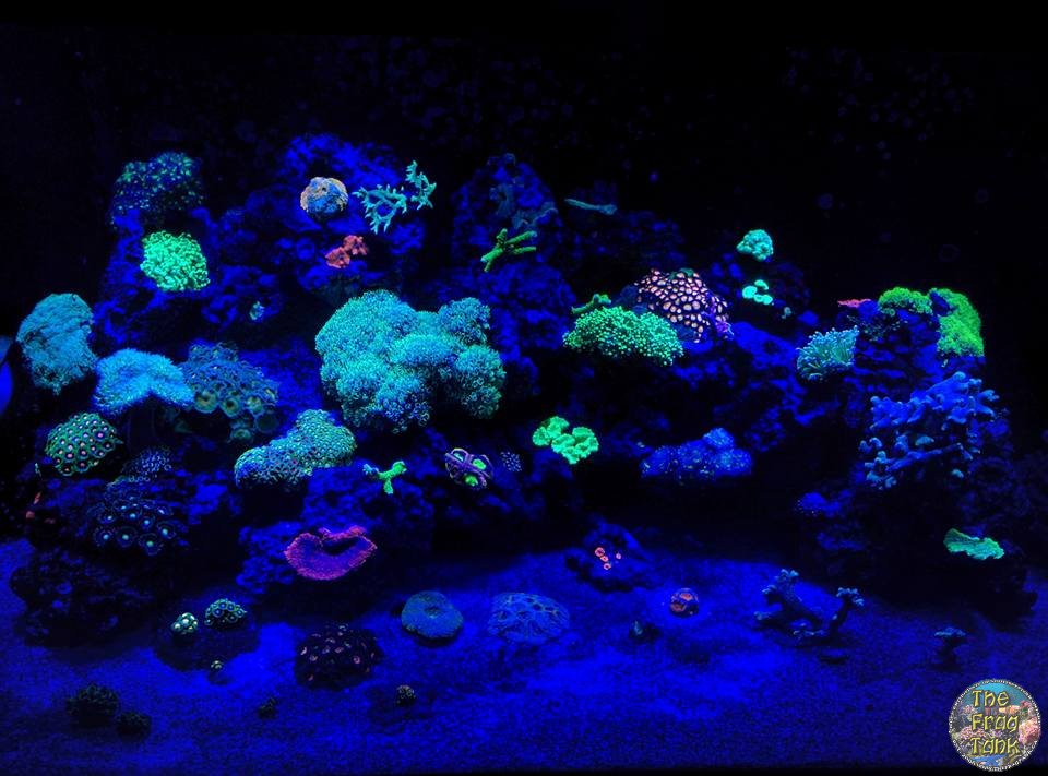night reef.jpg
