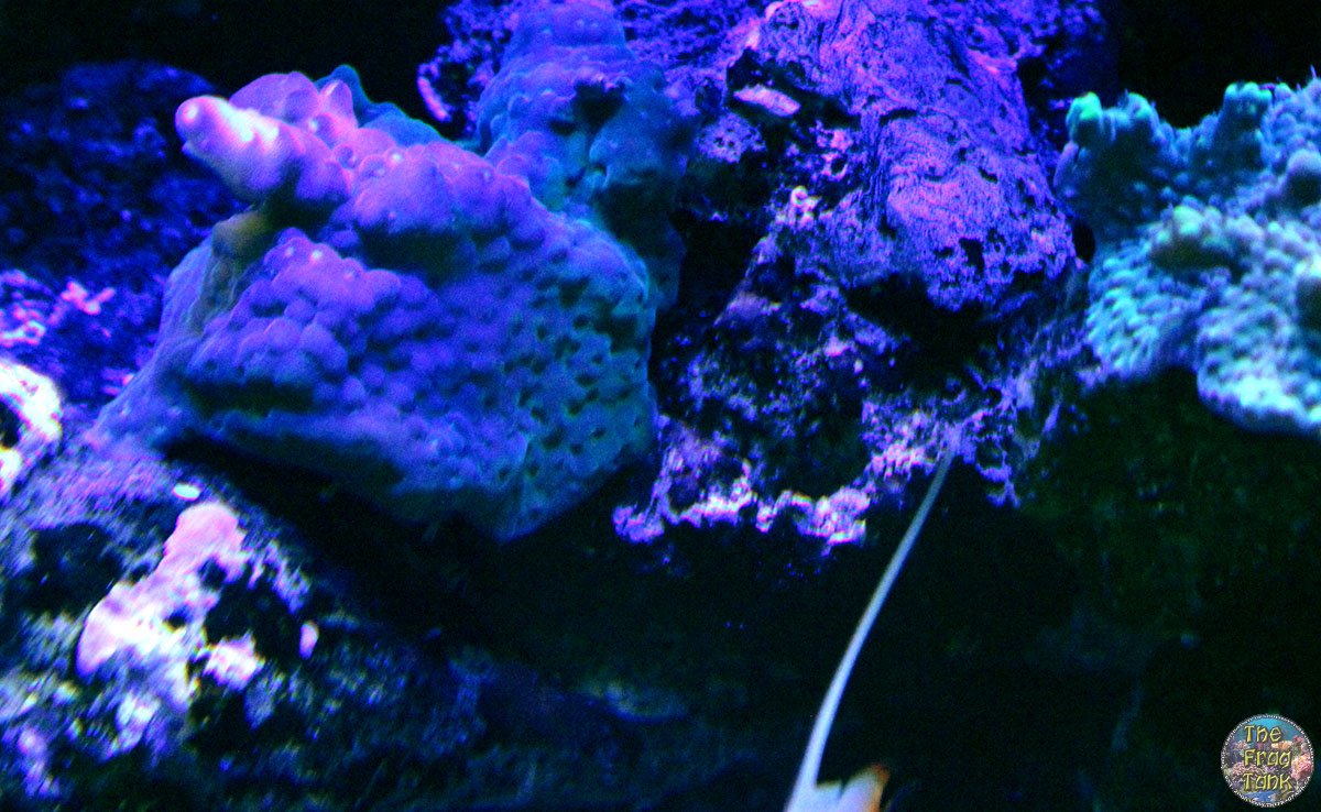 purple.jpg