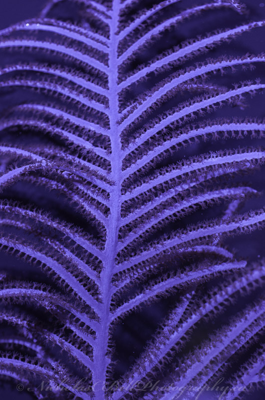 Purple Plume Gorg.jpg