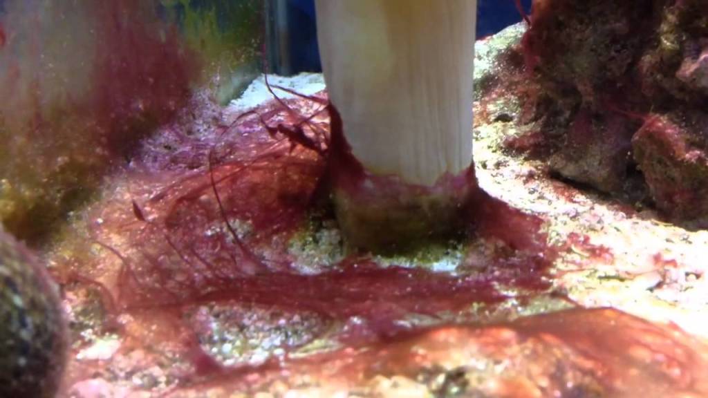 red-cuyanobacteria.jpg