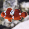 lg_109217_Lightning_Maroon_Clownfish_OneSide.jpg