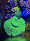 Green & Yellow Polyp Monti Cap.jpg