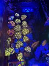 Zoas.jpg